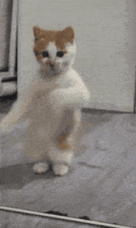 CatDancing